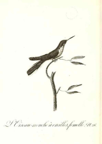 Reproducción/Reproduction 8597944340: Histoire naturelle et générale des colibris, oiseaux-mouches, jacamars et promerops /. A Paris,chez Desray,an XI=1802.