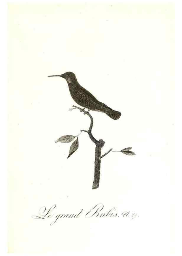 Reproducción/Reproduction 8596841043: Histoire naturelle et générale des colibris, oiseaux-mouches, jacamars et promerops /. A Paris,chez Desray,an XI=1802.