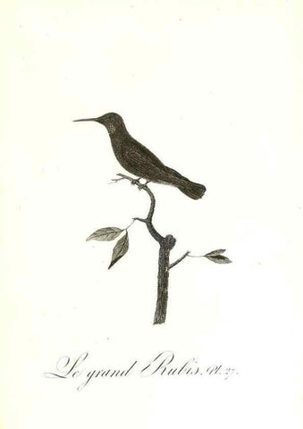 Reproducción/Reproduction 8596841043: Histoire naturelle et générale des colibris, oiseaux-mouches, jacamars et promerops /. A Paris,chez Desray,an XI=1802.