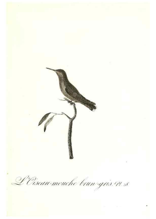 Reproducción/Reproduction 8596841269: Histoire naturelle et générale des colibris, oiseaux-mouches, jacamars et promerops /. A Paris,chez Desray,an XI=1802.