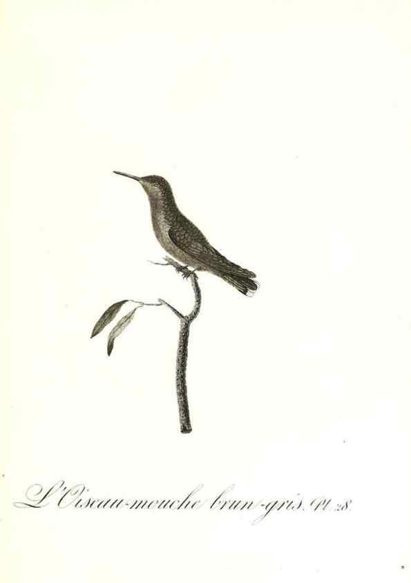 Reproducción/Reproduction 8596841269: Histoire naturelle et générale des colibris, oiseaux-mouches, jacamars et promerops /. A Paris,chez Desray,an XI=1802.