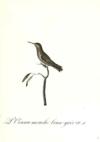 Reproducción/Reproduction 8596841269: Histoire naturelle et générale des colibris, oiseaux-mouches, jacamars et promerops /. A Paris,chez Desray,an XI=1802.