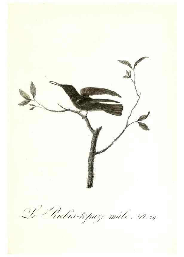 Reproducción/Reproduction 8596841449: Histoire naturelle et générale des colibris, oiseaux-mouches, jacamars et promerops /. A Paris,chez Desray,an XI=1802.