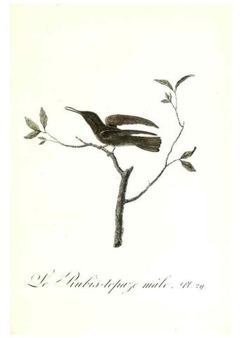Reproducción/Reproduction 8596841449: Histoire naturelle et générale des colibris, oiseaux-mouches, jacamars et promerops /. A Paris,chez Desray,an XI=1802.