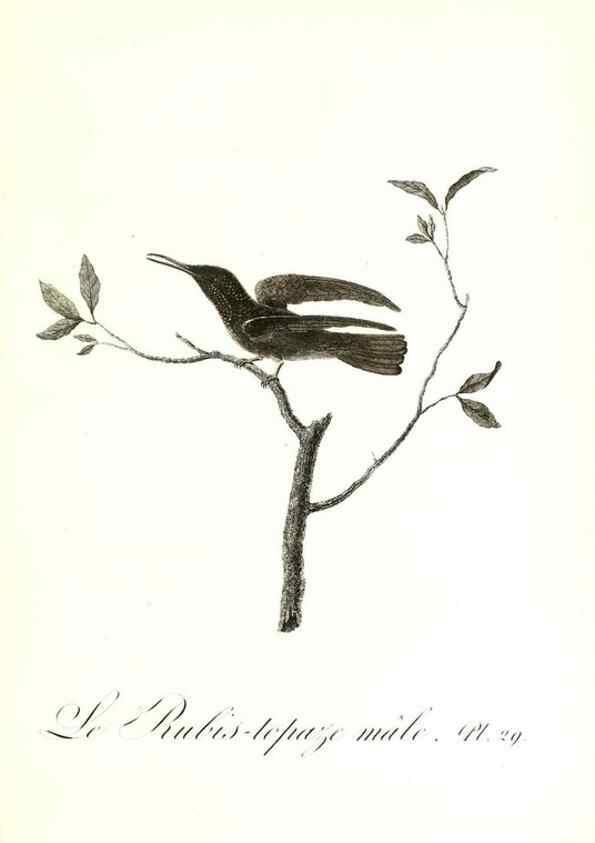 Reproducción/Reproduction 8596841449: Histoire naturelle et générale des colibris, oiseaux-mouches, jacamars et promerops /. A Paris,chez Desray,an XI=1802.