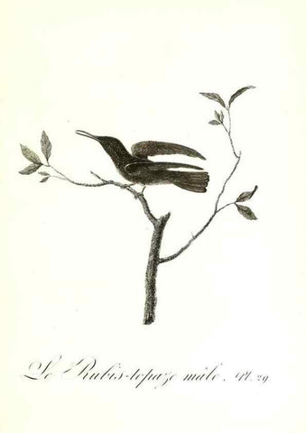 Reproducción/Reproduction 8596841449: Histoire naturelle et générale des colibris, oiseaux-mouches, jacamars et promerops /. A Paris,chez Desray,an XI=1802.