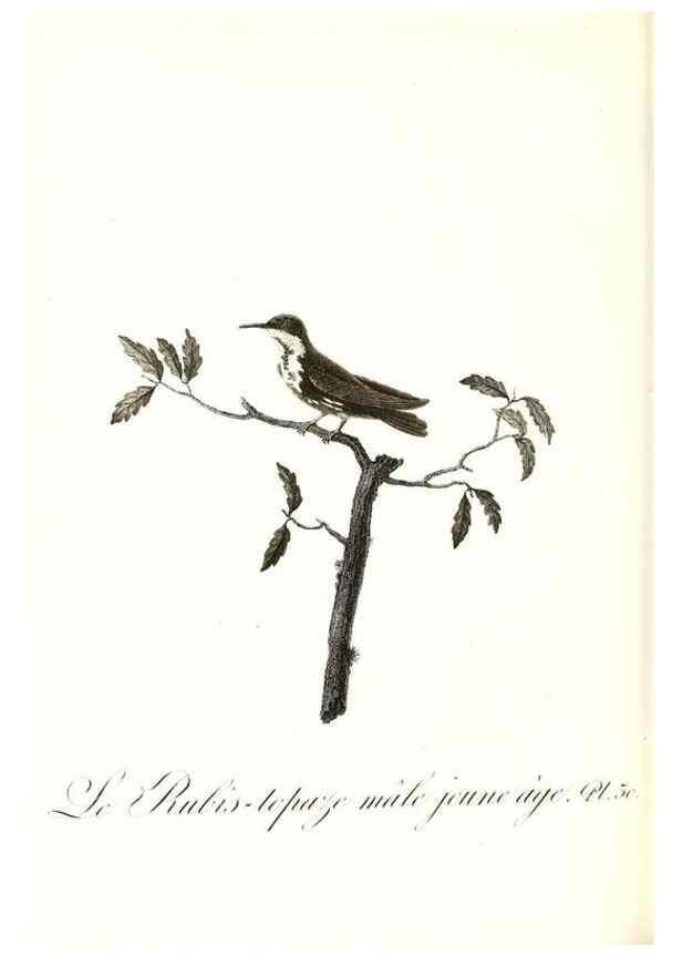 Reproducción/Reproduction 8597945240: Histoire naturelle et générale des colibris, oiseaux-mouches, jacamars et promerops /. A Paris,chez Desray,an XI=1802.