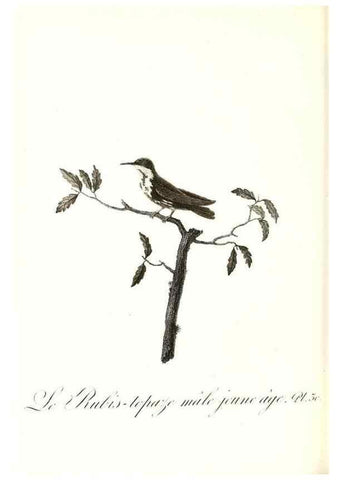 Reproducción/Reproduction 8597945240: Histoire naturelle et générale des colibris, oiseaux-mouches, jacamars et promerops /. A Paris,chez Desray,an XI=1802.