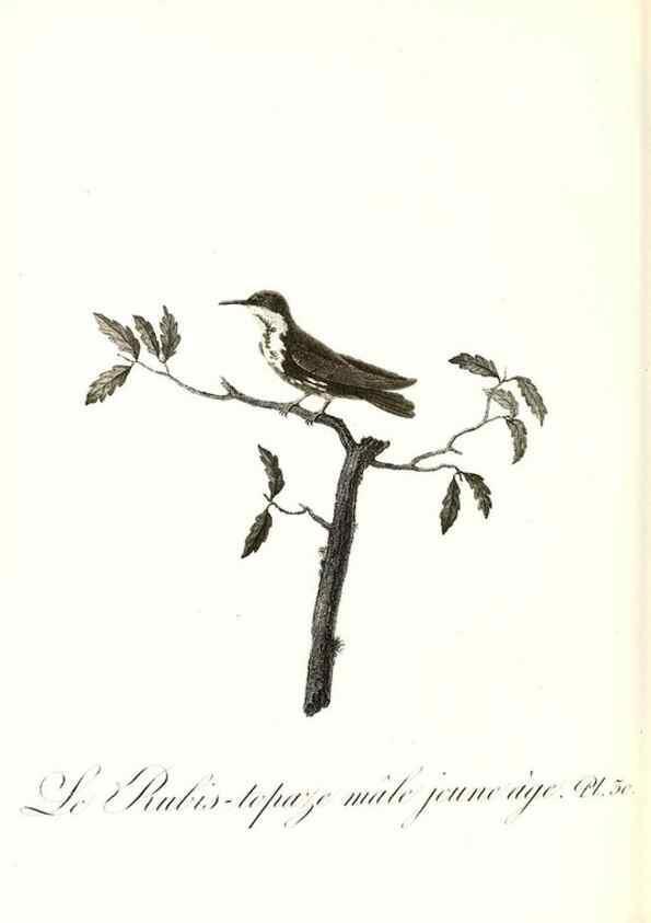 Reproducción/Reproduction 8597945240: Histoire naturelle et générale des colibris, oiseaux-mouches, jacamars et promerops /. A Paris,chez Desray,an XI=1802.