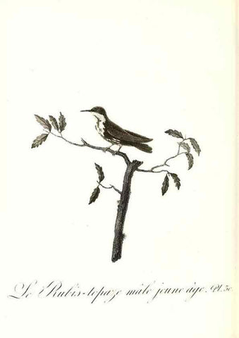 Reproducción/Reproduction 8597945240: Histoire naturelle et générale des colibris, oiseaux-mouches, jacamars et promerops /. A Paris,chez Desray,an XI=1802.