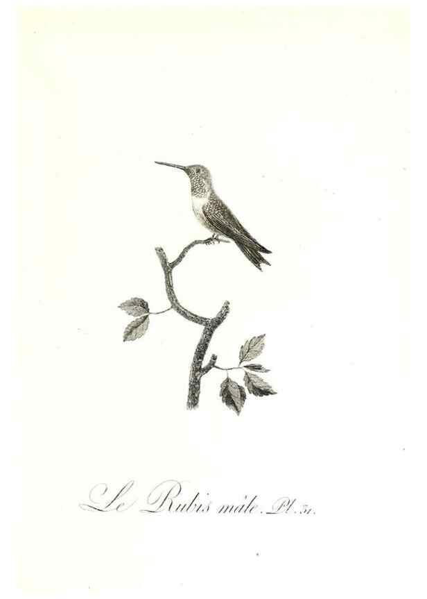 Reproducción/Reproduction 8596842215: Histoire naturelle et générale des colibris, oiseaux-mouches, jacamars et promerops /. A Paris,chez Desray,an XI=1802.