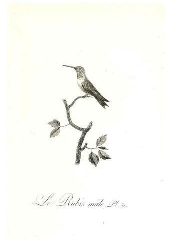 Reproducción/Reproduction 8596842215: Histoire naturelle et générale des colibris, oiseaux-mouches, jacamars et promerops /. A Paris,chez Desray,an XI=1802.