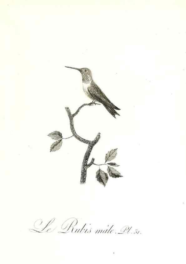 Reproducción/Reproduction 8596842215: Histoire naturelle et générale des colibris, oiseaux-mouches, jacamars et promerops /. A Paris,chez Desray,an XI=1802.