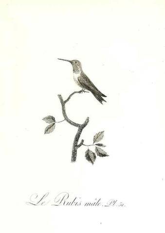 Reproducción/Reproduction 8596842215: Histoire naturelle et générale des colibris, oiseaux-mouches, jacamars et promerops /. A Paris,chez Desray,an XI=1802.
