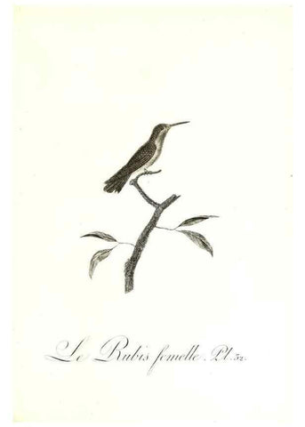Reproducción/Reproduction 8596842473: Histoire naturelle et générale des colibris, oiseaux-mouches, jacamars et promerops /. A Paris,chez Desray,an XI=1802.