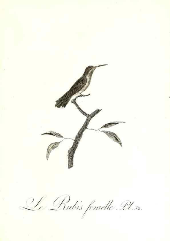 Reproducción/Reproduction 8596842473: Histoire naturelle et générale des colibris, oiseaux-mouches, jacamars et promerops /. A Paris,chez Desray,an XI=1802.