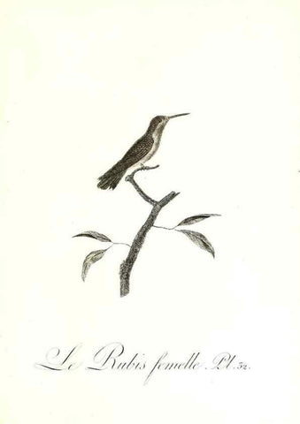 Reproducción/Reproduction 8596842473: Histoire naturelle et générale des colibris, oiseaux-mouches, jacamars et promerops /. A Paris,chez Desray,an XI=1802.