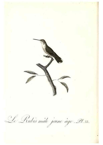 Reproducción/Reproduction 8597946334: Histoire naturelle et générale des colibris, oiseaux-mouches, jacamars et promerops /. A Paris,chez Desray,an XI=1802.