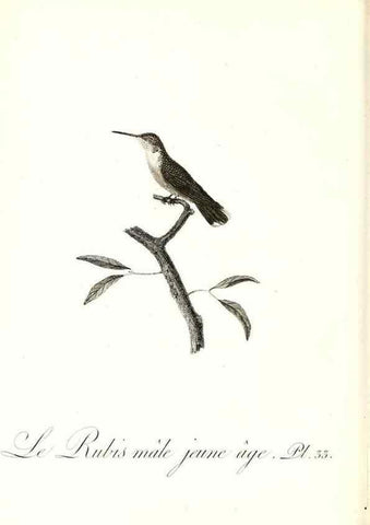 Reproducción/Reproduction 8597946334: Histoire naturelle et générale des colibris, oiseaux-mouches, jacamars et promerops /. A Paris,chez Desray,an XI=1802.