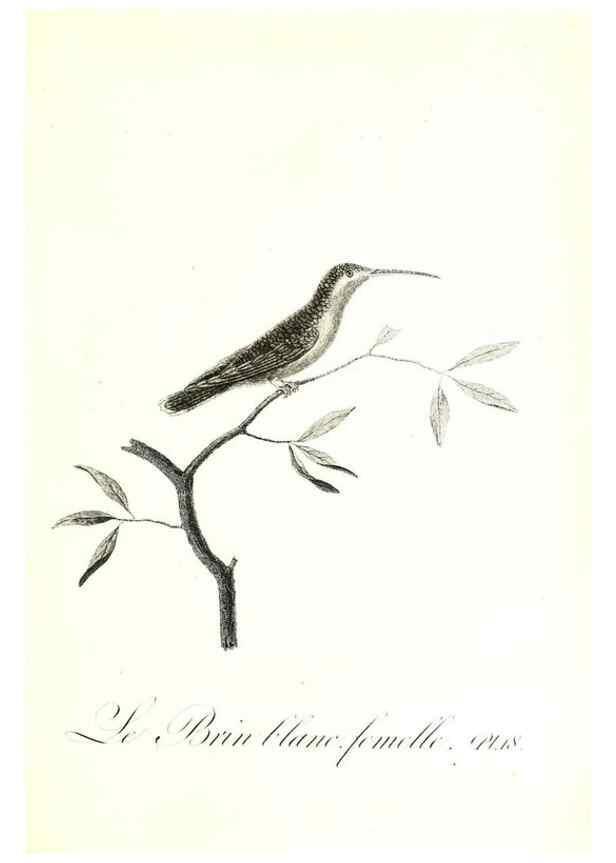 Reproducción/Reproduction 8596838965: Histoire naturelle et générale des colibris, oiseaux-mouches, jacamars et promerops /. A Paris,chez Desray,an XI=1802.