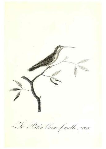 Reproducción/Reproduction 8596838965: Histoire naturelle et générale des colibris, oiseaux-mouches, jacamars et promerops /. A Paris,chez Desray,an XI=1802.