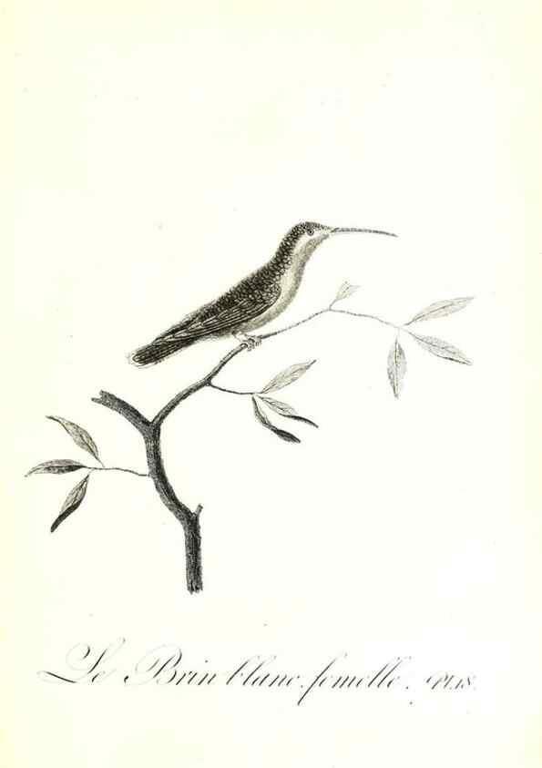 Reproducción/Reproduction 8596838965: Histoire naturelle et générale des colibris, oiseaux-mouches, jacamars et promerops /. A Paris,chez Desray,an XI=1802.