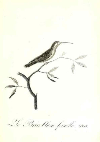 Reproducción/Reproduction 8596838965: Histoire naturelle et générale des colibris, oiseaux-mouches, jacamars et promerops /. A Paris,chez Desray,an XI=1802.