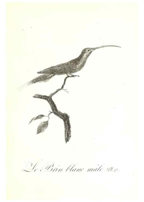Reproducción/Reproduction 8596838771: Histoire naturelle et générale des colibris, oiseaux-mouches, jacamars et promerops /. A Paris,chez Desray,an XI=1802.
