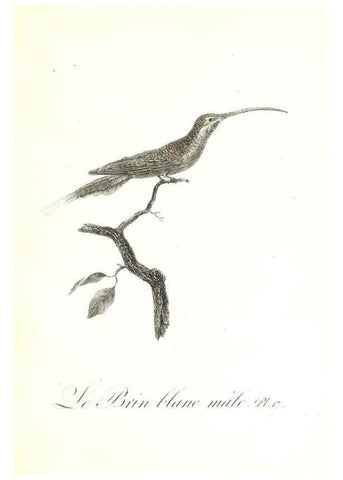 Reproducción/Reproduction 8596838771: Histoire naturelle et générale des colibris, oiseaux-mouches, jacamars et promerops /. A Paris,chez Desray,an XI=1802.