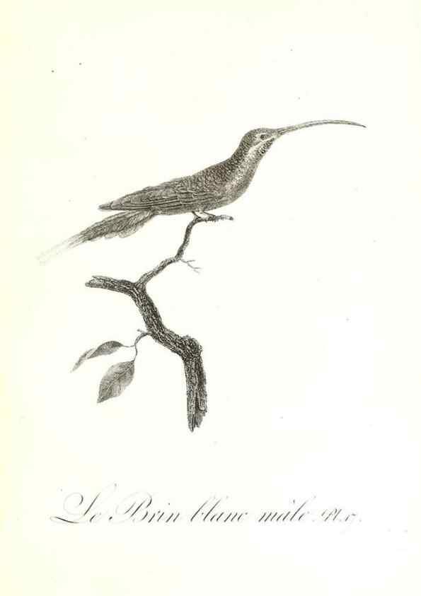 Reproducción/Reproduction 8596838771: Histoire naturelle et générale des colibris, oiseaux-mouches, jacamars et promerops /. A Paris,chez Desray,an XI=1802.