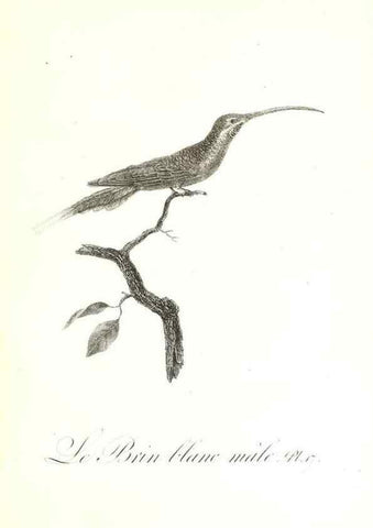 Reproducción/Reproduction 8596838771: Histoire naturelle et générale des colibris, oiseaux-mouches, jacamars et promerops /. A Paris,chez Desray,an XI=1802.