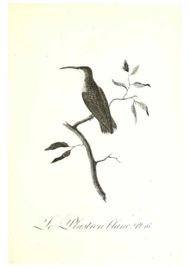 Reproducción/Reproduction 8596838531: Histoire naturelle et générale des colibris, oiseaux-mouches, jacamars et promerops /. A Paris,chez Desray,an XI=1802.