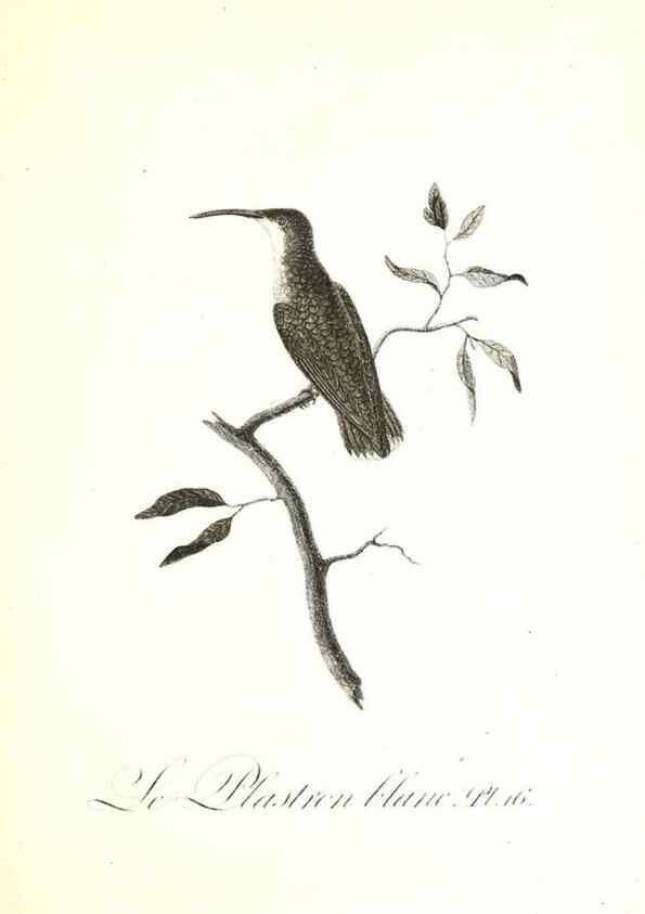 Reproducción/Reproduction 8596838531: Histoire naturelle et générale des colibris, oiseaux-mouches, jacamars et promerops /. A Paris,chez Desray,an XI=1802.