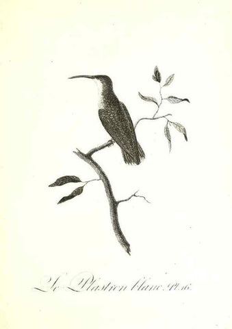 Reproducción/Reproduction 8596838531: Histoire naturelle et générale des colibris, oiseaux-mouches, jacamars et promerops /. A Paris,chez Desray,an XI=1802.