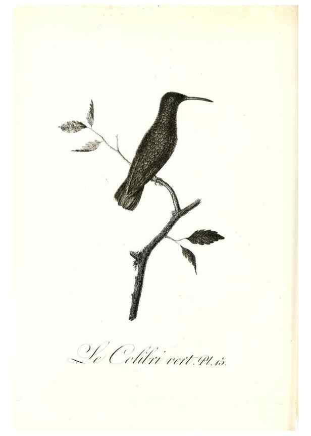 Reproducción/Reproduction 8597941750: Histoire naturelle et générale des colibris, oiseaux-mouches, jacamars et promerops /. A Paris,chez Desray,an XI=1802.