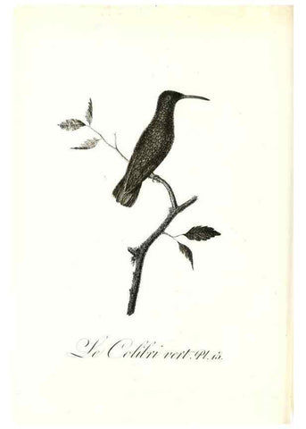 Reproducción/Reproduction 8597941750: Histoire naturelle et générale des colibris, oiseaux-mouches, jacamars et promerops /. A Paris,chez Desray,an XI=1802.