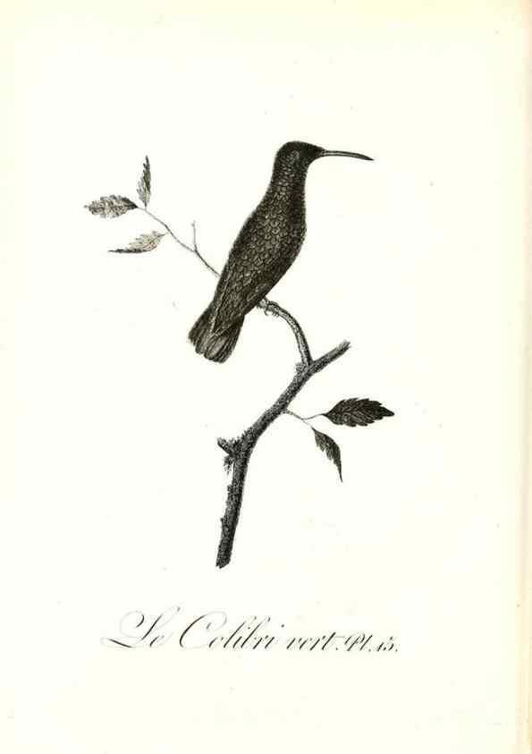 Reproducción/Reproduction 8597941750: Histoire naturelle et générale des colibris, oiseaux-mouches, jacamars et promerops /. A Paris,chez Desray,an XI=1802.