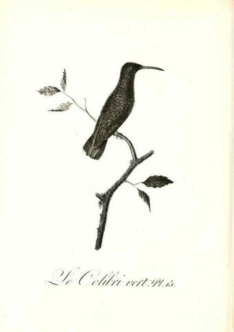 Reproducción/Reproduction 8597941750: Histoire naturelle et générale des colibris, oiseaux-mouches, jacamars et promerops /. A Paris,chez Desray,an XI=1802.