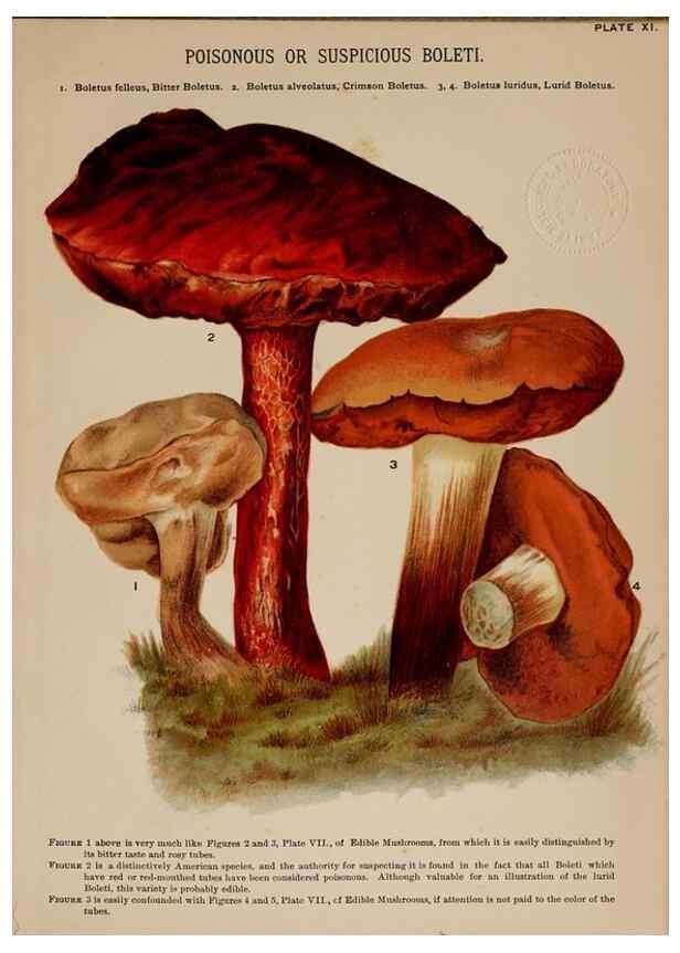 Reproducción/Reproduction 8597825250: Mushrooms of America,. Boston,L. Prang & Co.[1885]
