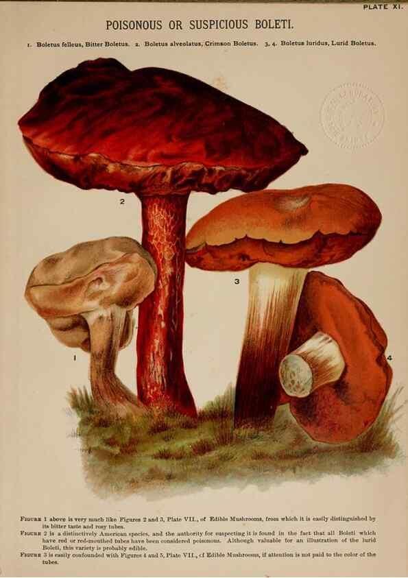 Reproducción/Reproduction 8597825250: Mushrooms of America,. Boston,L. Prang & Co.[1885]