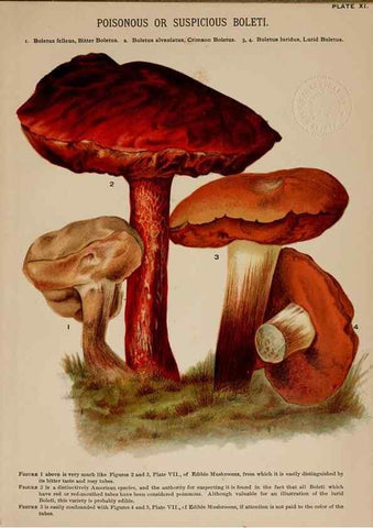 Reproducción/Reproduction 8597825250: Mushrooms of America,. Boston,L. Prang & Co.[1885]