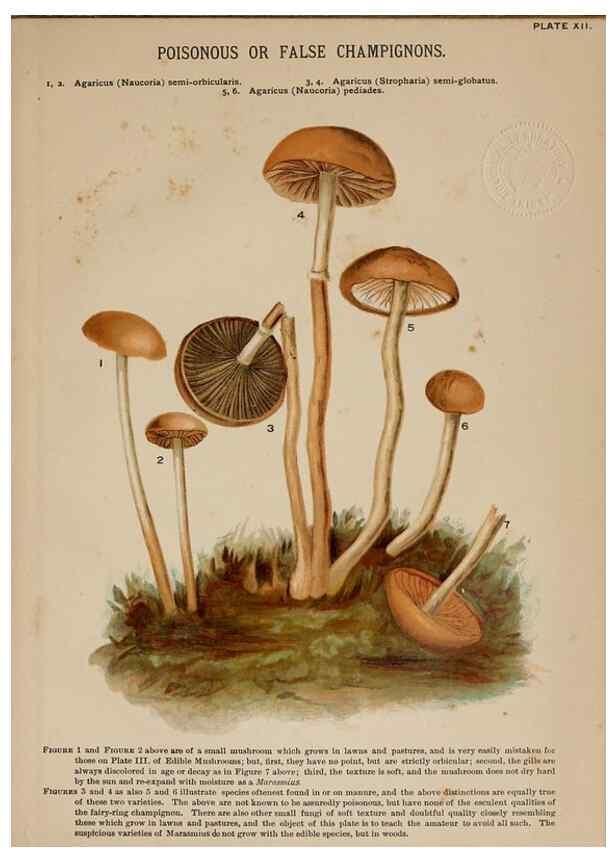 Reproducción/Reproduction 8597825544: Mushrooms of America,. Boston,L. Prang & Co.[1885]