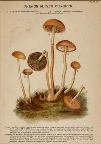 Reproducción/Reproduction 8597825544: Mushrooms of America,. Boston,L. Prang & Co.[1885]