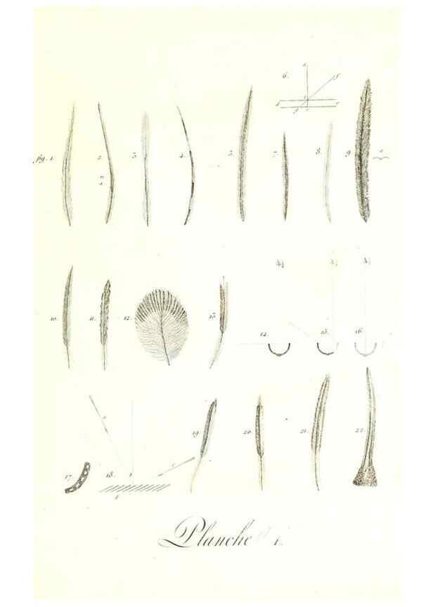 Reproducción/Reproduction 8596832635: Histoire naturelle et générale des colibris, oiseaux-mouches, jacamars et promerops /. A Paris,chez Desray,an XI=1802.