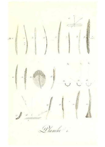 Reproducción/Reproduction 8596832635: Histoire naturelle et générale des colibris, oiseaux-mouches, jacamars et promerops /. A Paris,chez Desray,an XI=1802.