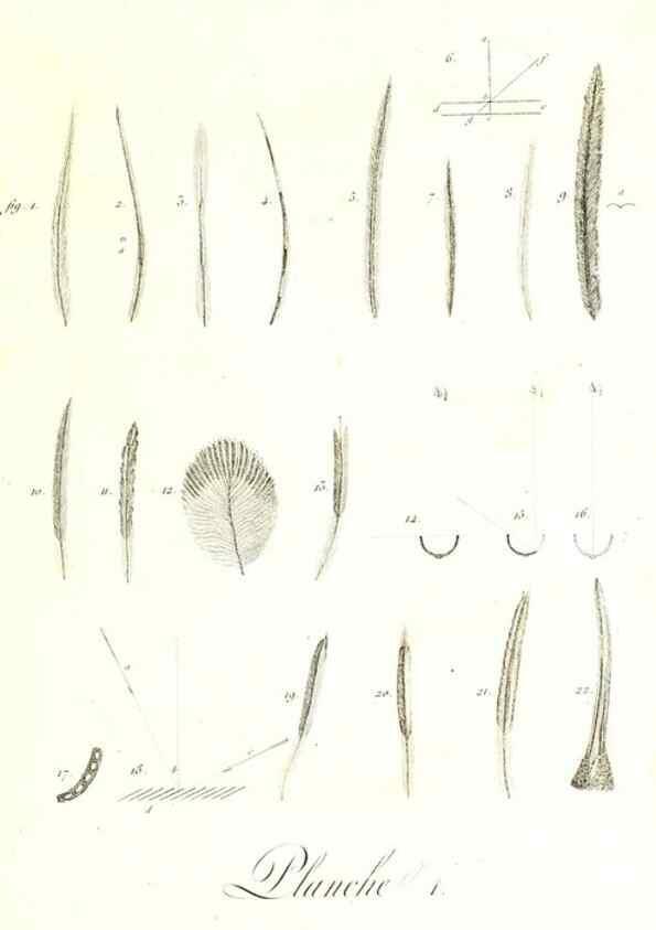 Reproducción/Reproduction 8596832635: Histoire naturelle et générale des colibris, oiseaux-mouches, jacamars et promerops /. A Paris,chez Desray,an XI=1802.