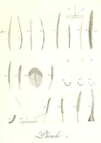 Reproducción/Reproduction 8596832635: Histoire naturelle et générale des colibris, oiseaux-mouches, jacamars et promerops /. A Paris,chez Desray,an XI=1802.