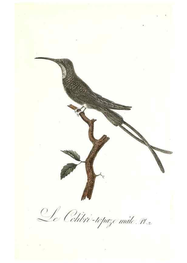 Reproducción/Reproduction 8596833227: Histoire naturelle et générale des colibris, oiseaux-mouches, jacamars et promerops /. A Paris,chez Desray,an XI=1802.