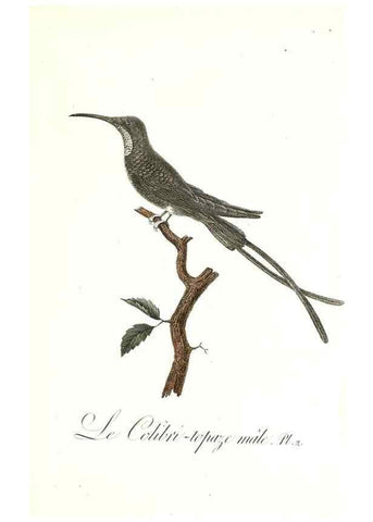 Reproducción/Reproduction 8596833227: Histoire naturelle et générale des colibris, oiseaux-mouches, jacamars et promerops /. A Paris,chez Desray,an XI=1802.