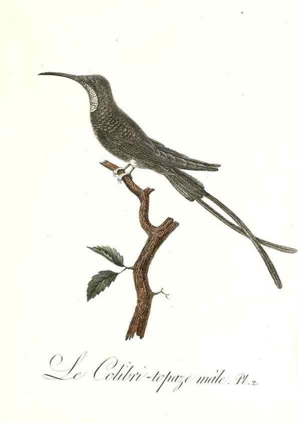 Reproducción/Reproduction 8596833227: Histoire naturelle et générale des colibris, oiseaux-mouches, jacamars et promerops /. A Paris,chez Desray,an XI=1802.